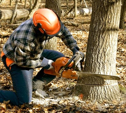 Tree Removal in Cavour, SD